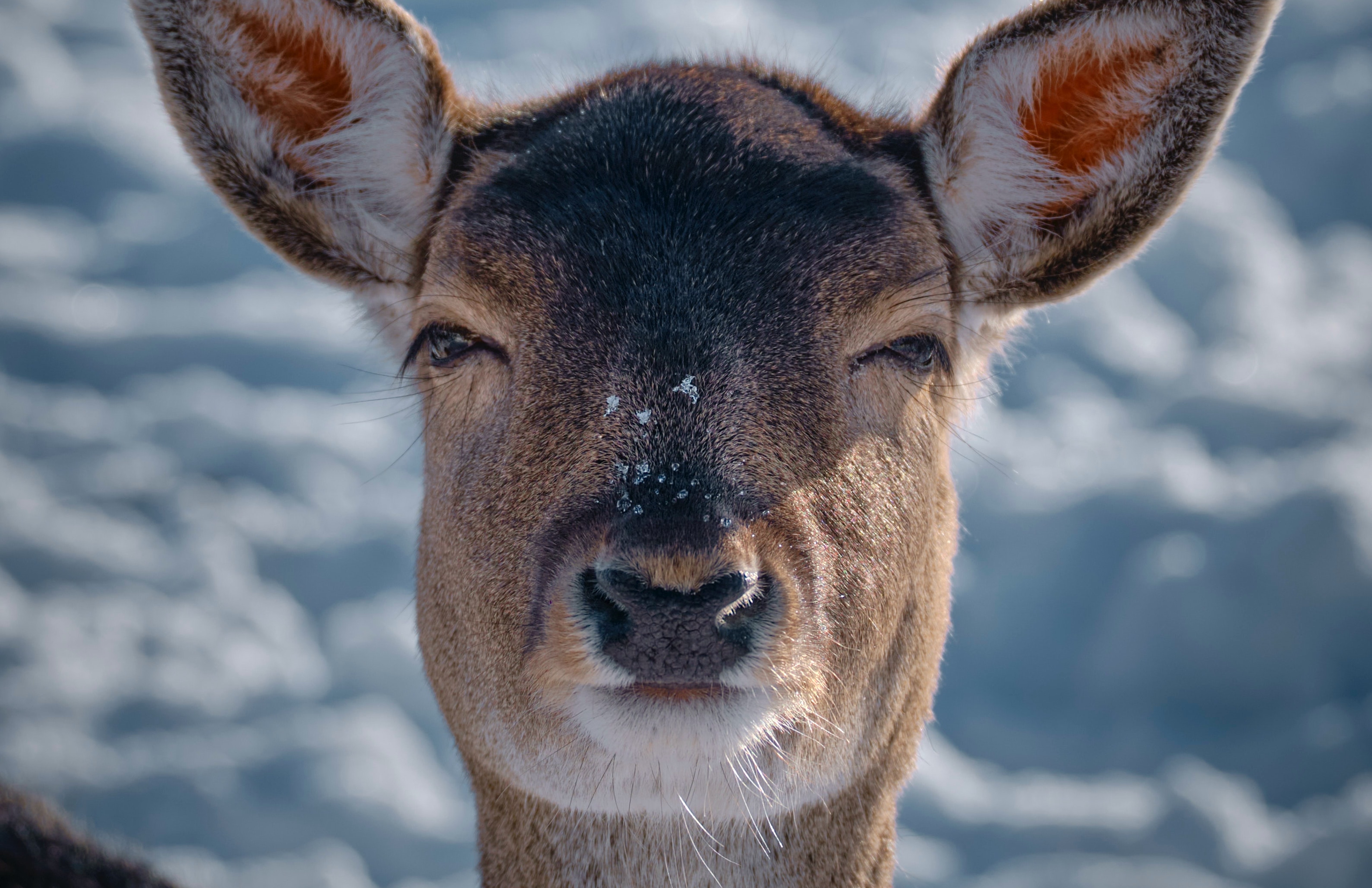 Kopf eines braunen Rehes mit Schneeflocken auf der Nase.
